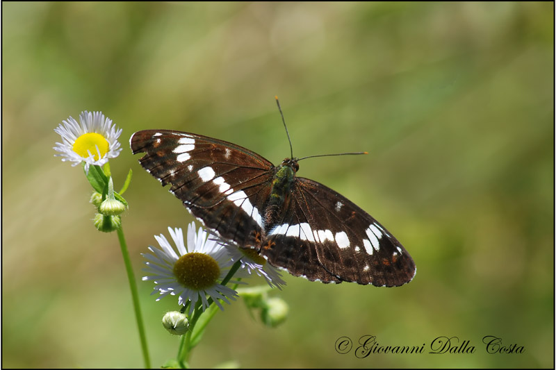 Limenitis camilla  